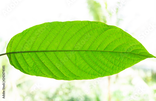 Kratom (Mitragyna speciosa) Mitragynine. Drugs and Narcotic