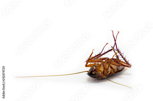 germs spread, Cockroach died isolated on white background. © prakhob_khonchen