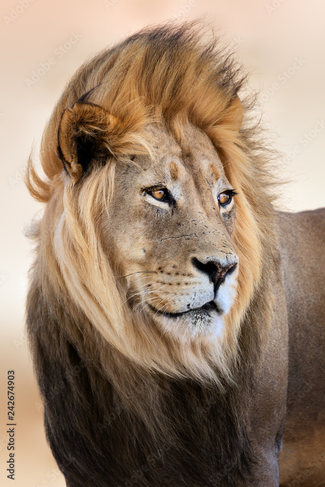 Big male lion portrait with wind blowing its hair. Panthera leo Big male lion portrait with wind blowing its hair. Panthera leo
