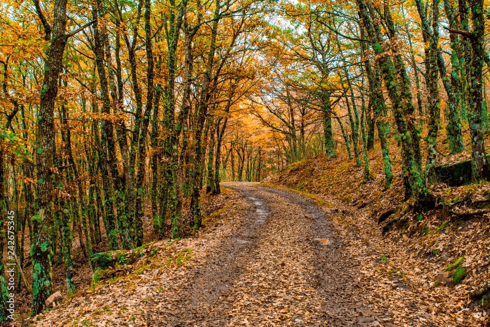 autumn scene