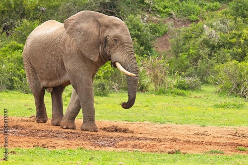 Huge male African elephant walking away from a waterhole