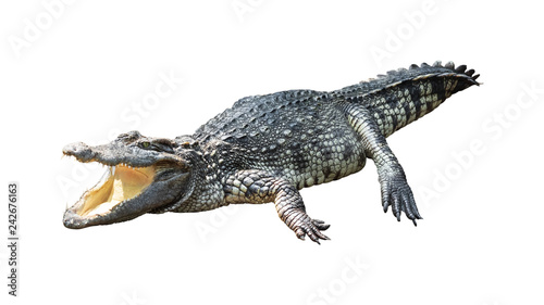 Crocodile isolated on white background. ( Clipping path )