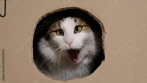 Billede på lærred Funny cat gnaws a cardboard box with a hole to enter inside, yawns like a lion
