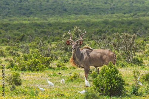 Kudu male standing in a clearing with egret birds in the grass