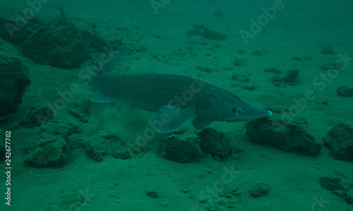 sturgeon fish © Nurkersi