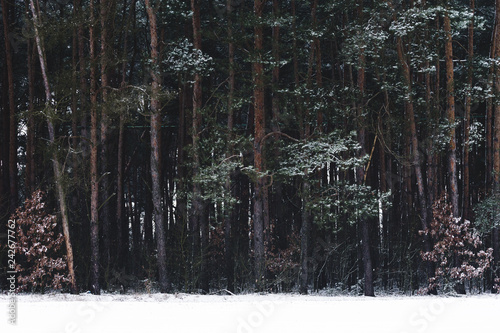 Fototapeta Naklejka Na Ścianę i Meble -  Las w zimę