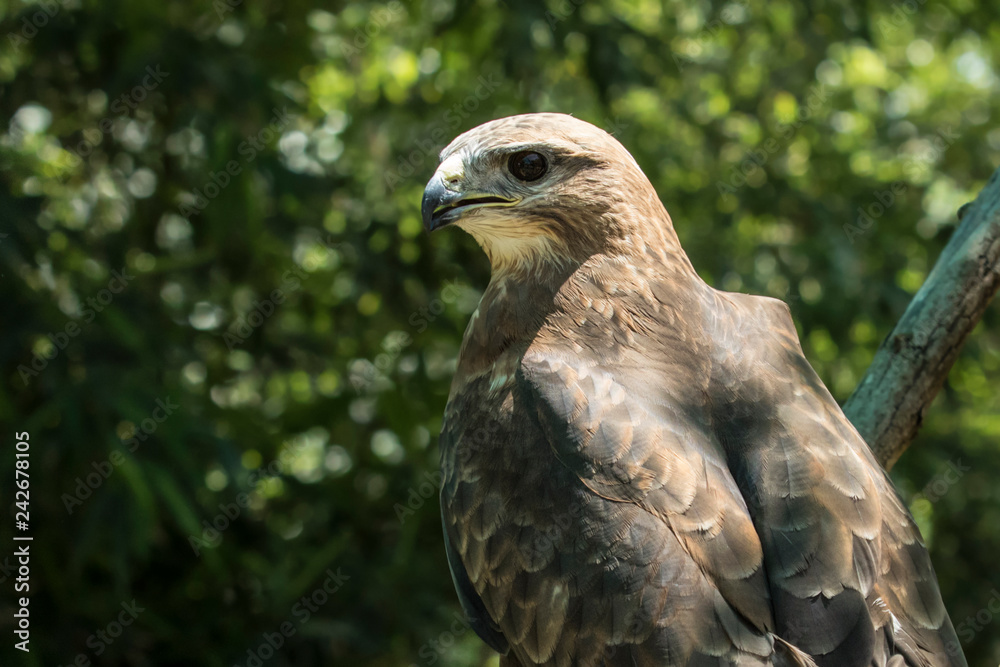 Peregrine Falcon portrait while sitting on a branch Peregrine Falcon portrait while sitting on a branch