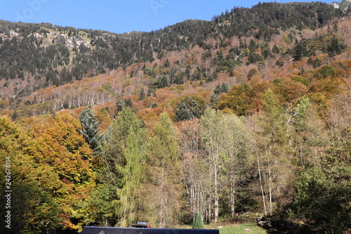 Forêt d'automne en montagne, Pyrénées, Cauterets photo