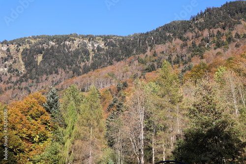 Forêt d'automne en montagne, Pyrénées, Cauterets photo