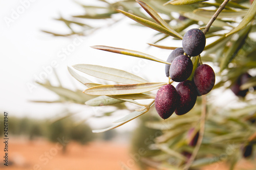 Black picual olives maturing in the tree