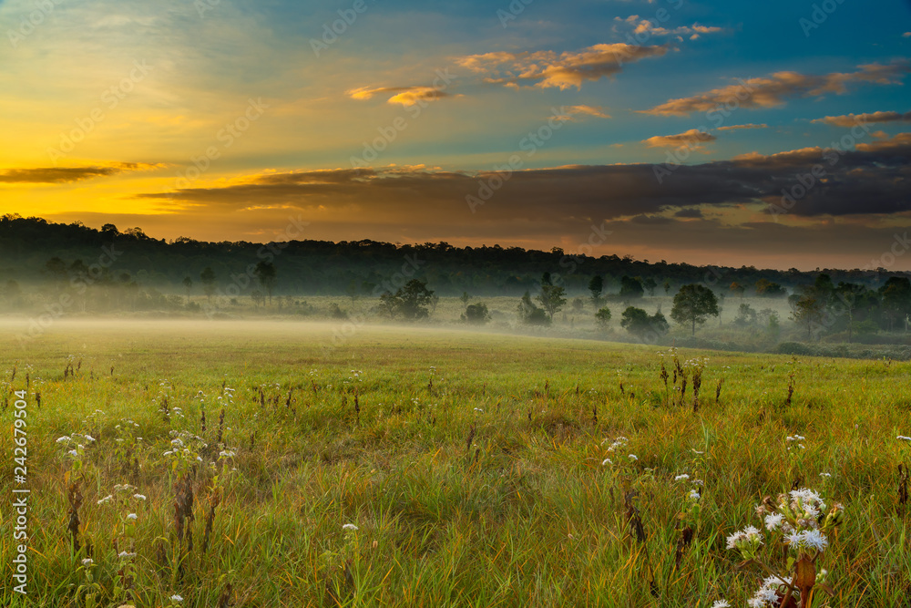 Beautiful morning mist hangs low over a grassland and trees with beautiful sunlight and clouds formation Beautiful morning mist hangs low over a grassland and trees with beautiful sunlight and clouds formation