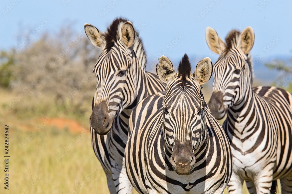 Three zebras standing close to one another in bright sunshine Three zebras standing close to one another in bright sunshine