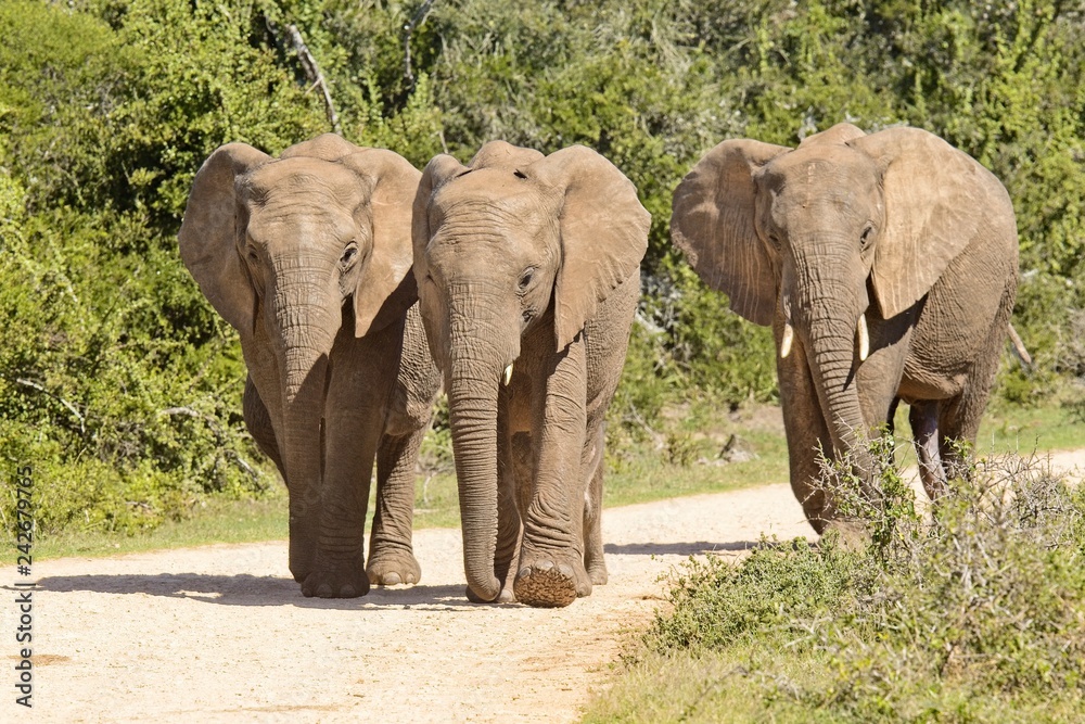 Fototapeta premium Small family of African elephants on a gravel road