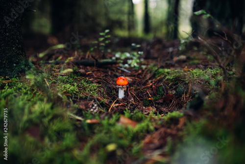Red poisonous Fly Agaric mushroom in forest. 