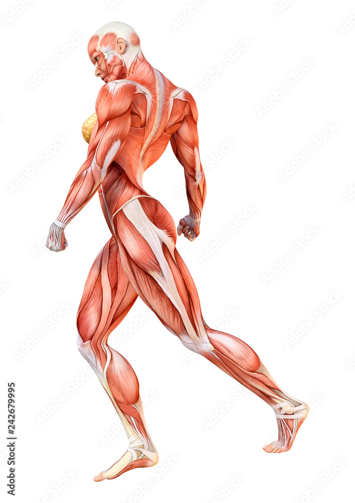 3D Rendering Female Anatomy Figure on White 3D Rendering Female Anatomy Figure on White