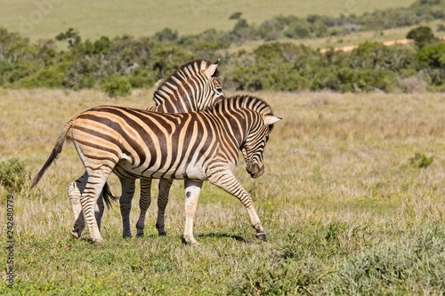 Two zebras playing with each other in a national park