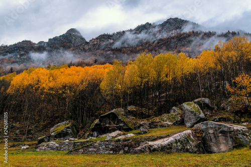 Misty forest in the valley of Gressoney near Monte Rosa during autumn