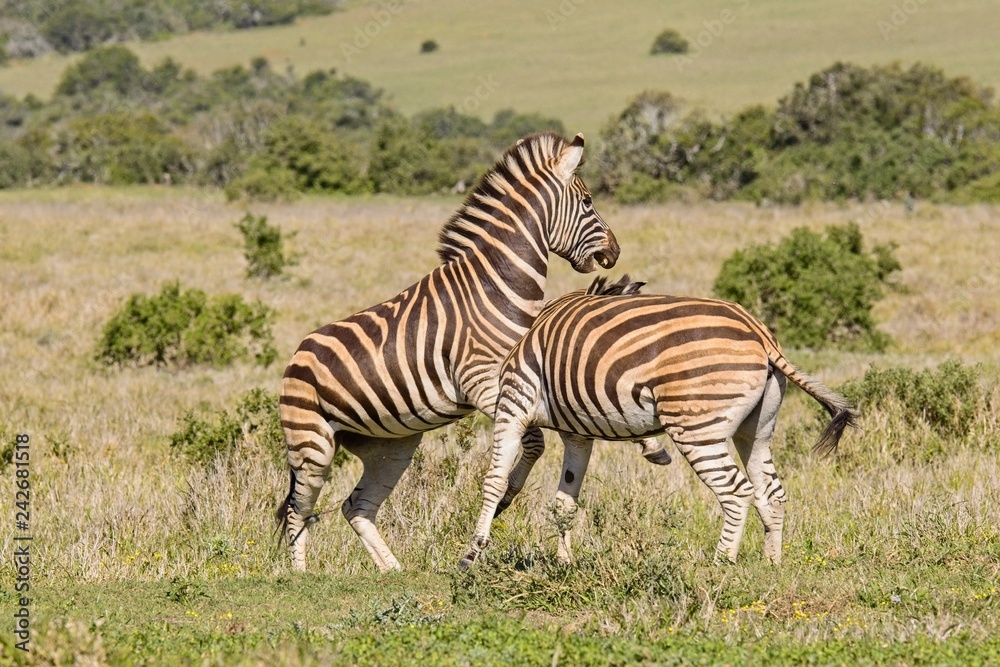 Two zebras playing with each other in a national park Two zebras playing with each other in a national park