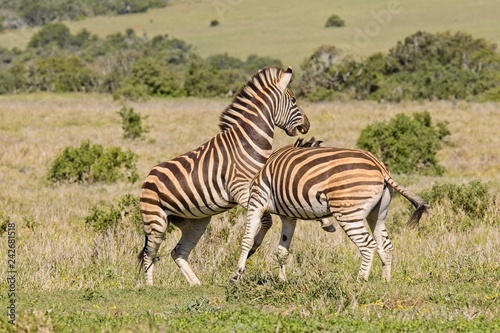 Two zebras playing with each other in a national park