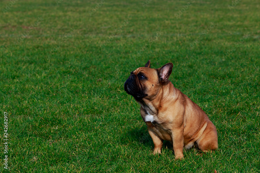 Dog breed French Bulldog