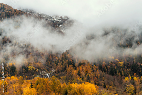 Misty forest in the valley of Gressoney near Monte Rosa during autumn