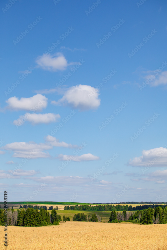 Fields of wheat in summer sunny day. Harvesting bread. Rural landscape with meadow and trees