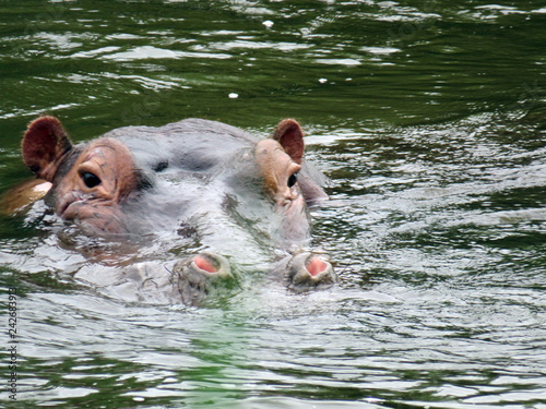 hippo in the water