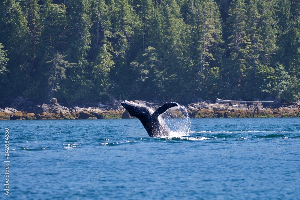 Fototapeta premium Learning to swim
