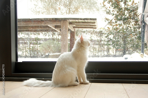 On a snowy day, white house cat watching outdoors.