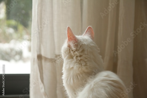 On a snowy day, white house cat watching outdoors.