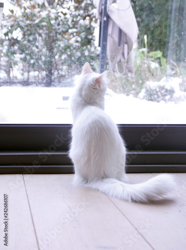 On a snowy day, white house cat watching outdoors.