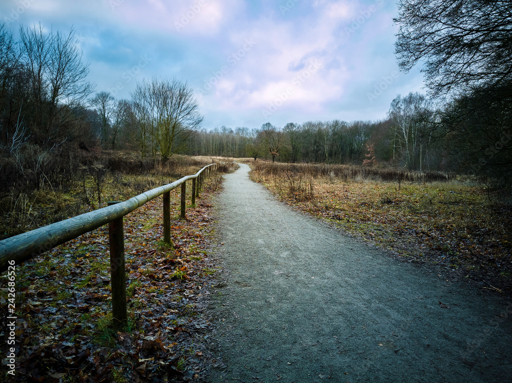 Fototapeta premium Forest path in the Wuhlheide Berlin.