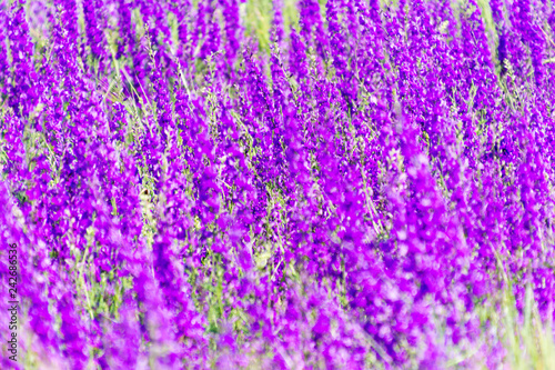 Purple spring -summer background with small flowers. Soft focus