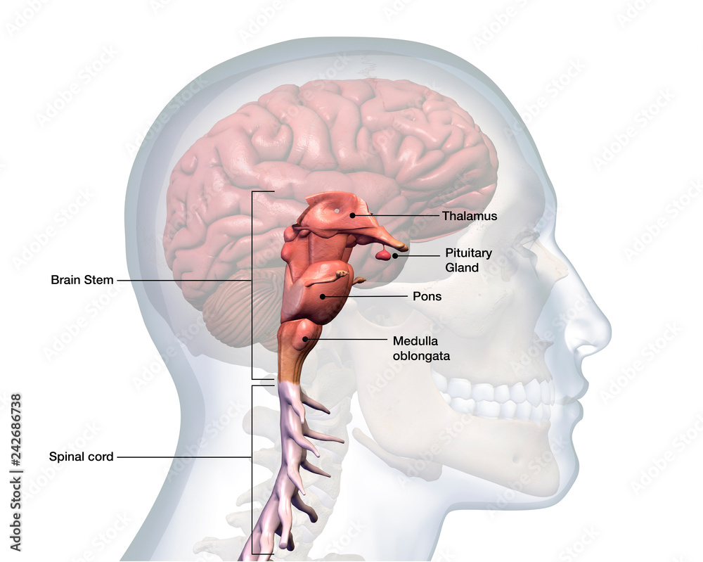 Brain Stem and Spinal Cord Labeled Stock Illustration | Adobe Stock