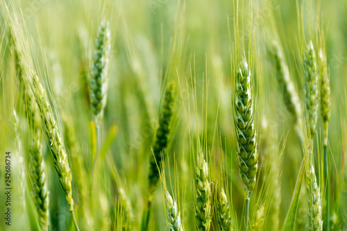 Green field of wheat. Selective focus, blur. spring background