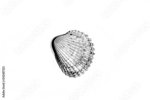 Black and white studio photo of detail of a sea shell on a totally white background