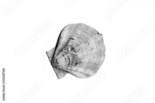 Black and white studio photo of detail of a sea shell on a totally white background