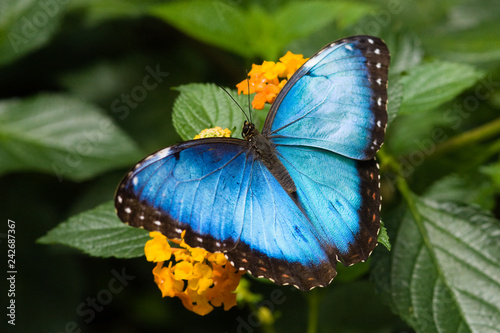 Blue Morpho Butterfly in Costa Rica #242687367