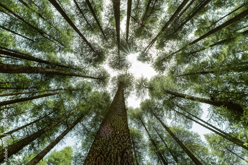 Tree Top View