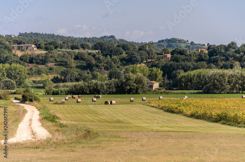 Farm field with mowed grass