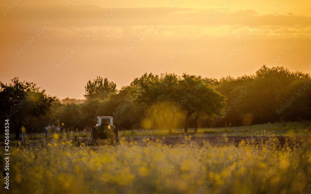 Fototapeta premium Campo en el atardecer