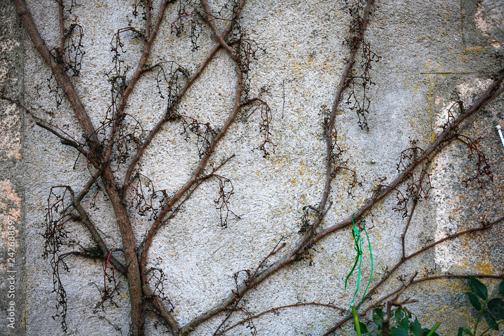 Grey wall stone texture with dry plants on it