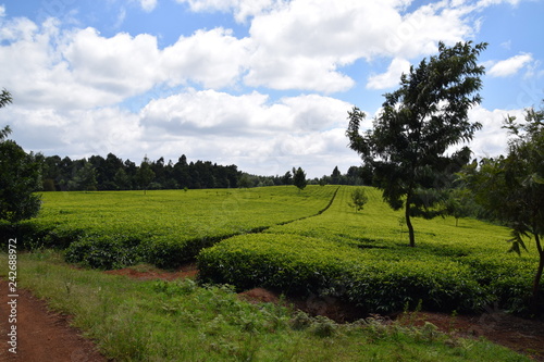 Plantage in Kenia