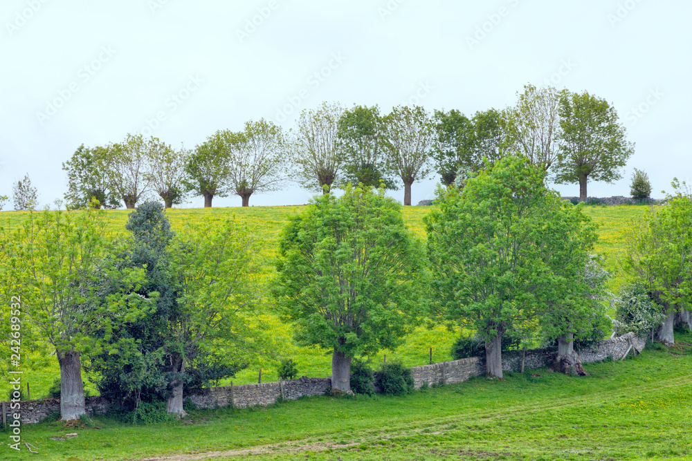 English countryside with willow trees on the top of the hill meadow with yellow wildflowers, enclosed by stone fence, on a summer day in Cotswolds, United Kingdom .