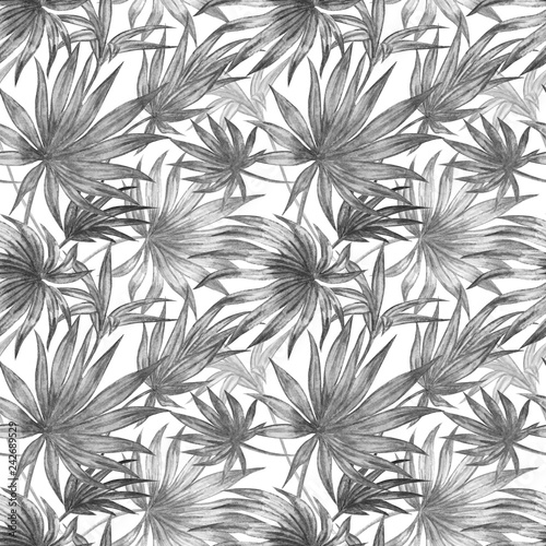 Seamless pattern of fan palm leaves in black and white, hand drawing.