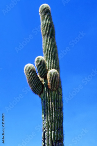 Giant Saguaro, Arizona