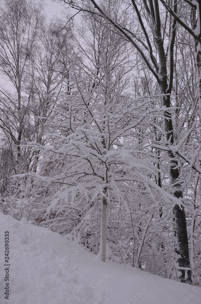 Winterwald im Park - Winterlandschaft