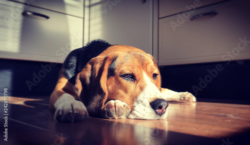 Beagle lying on floor