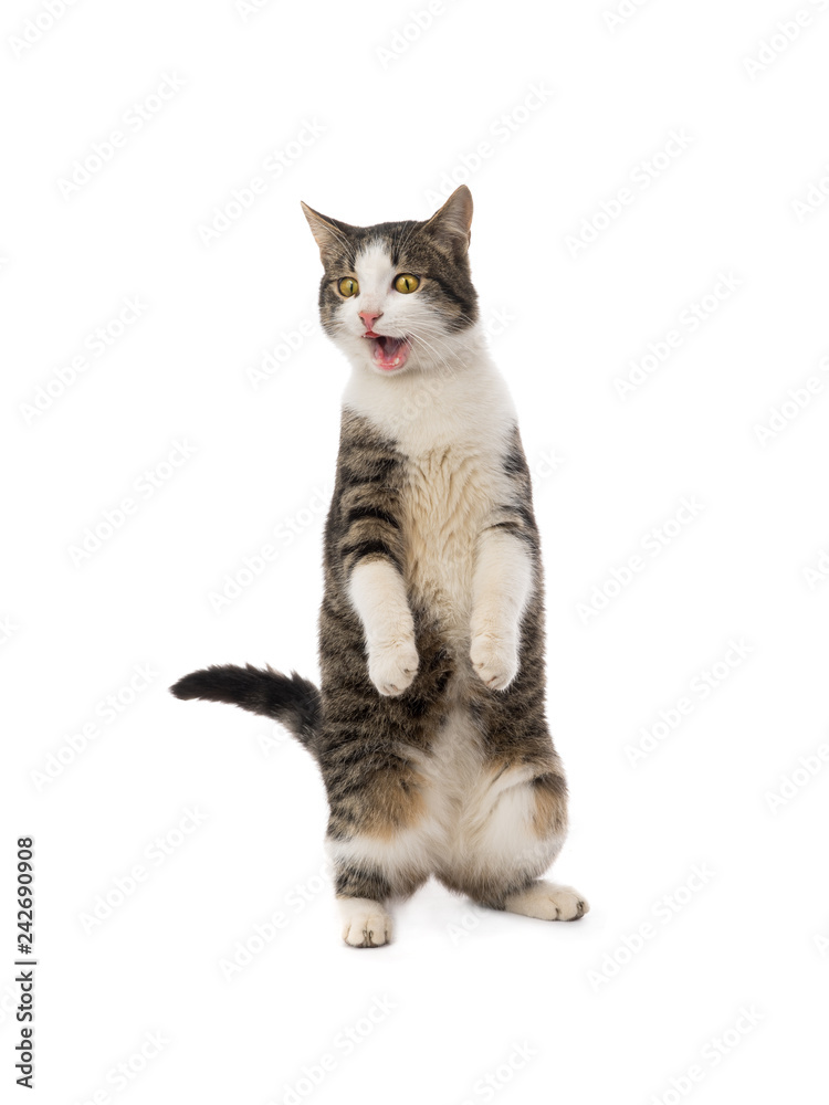 surprised cat stands on its hind legs with open mouth