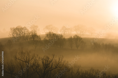 Drzewa w porannej mgle